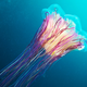 Illustration for article titled Perhaps the Most Beautiful Undersea Photography Weve Ever Seen